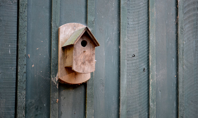 Wooden bird box mounted to side of painted shed