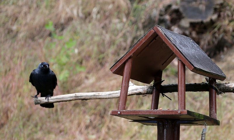 Jackdaw perched on fence perch