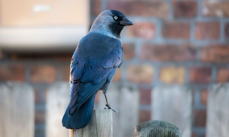 Jackdaw perched on fence post