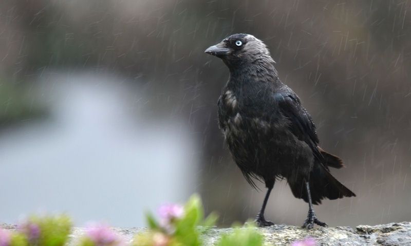 Jackdaw in the rain