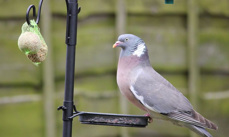 Pigeon standing on feeder staring out suet balls