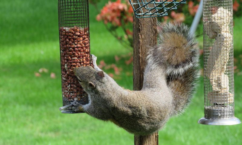 Squirrel using wooden post to reach for hanging nut feeder