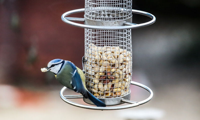 Blue Tit perched on large peanut feeder while holding nut in mouth