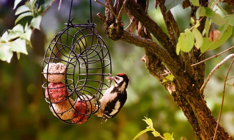 Lesser Spotted Woodpecker feeding off fat ball in mesh ring