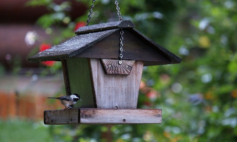 Coal Tit perched on hanging bird table