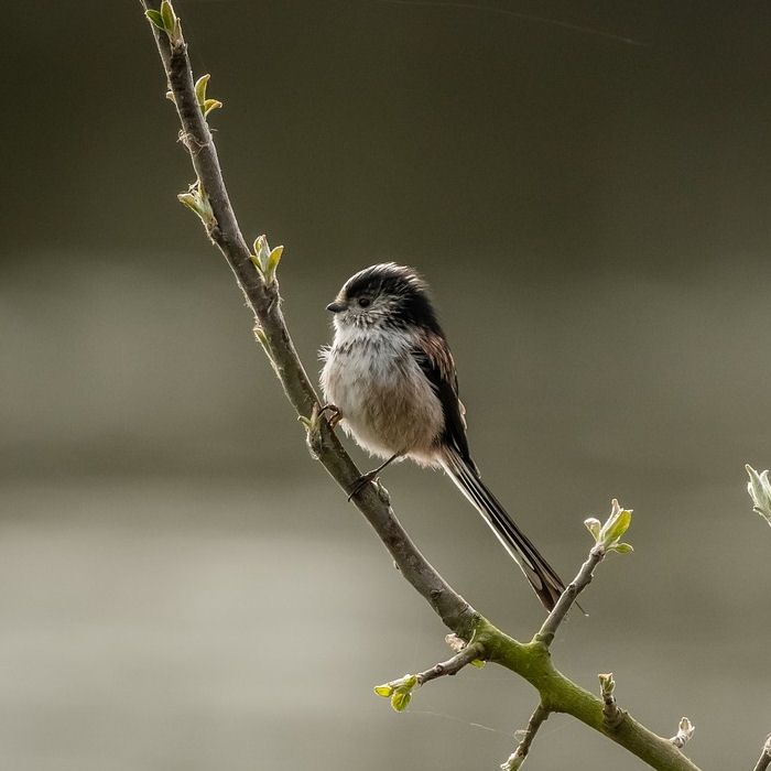 Long-tail Tit perched on delicate branch