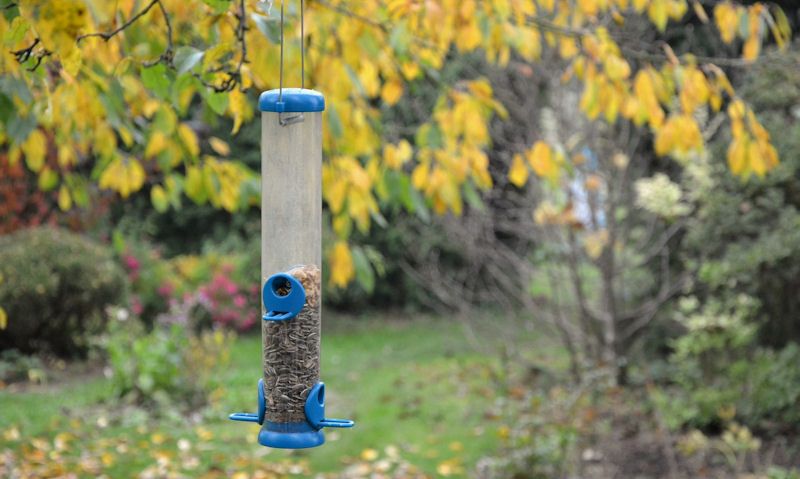 Long hanging seed feeder from tree branch