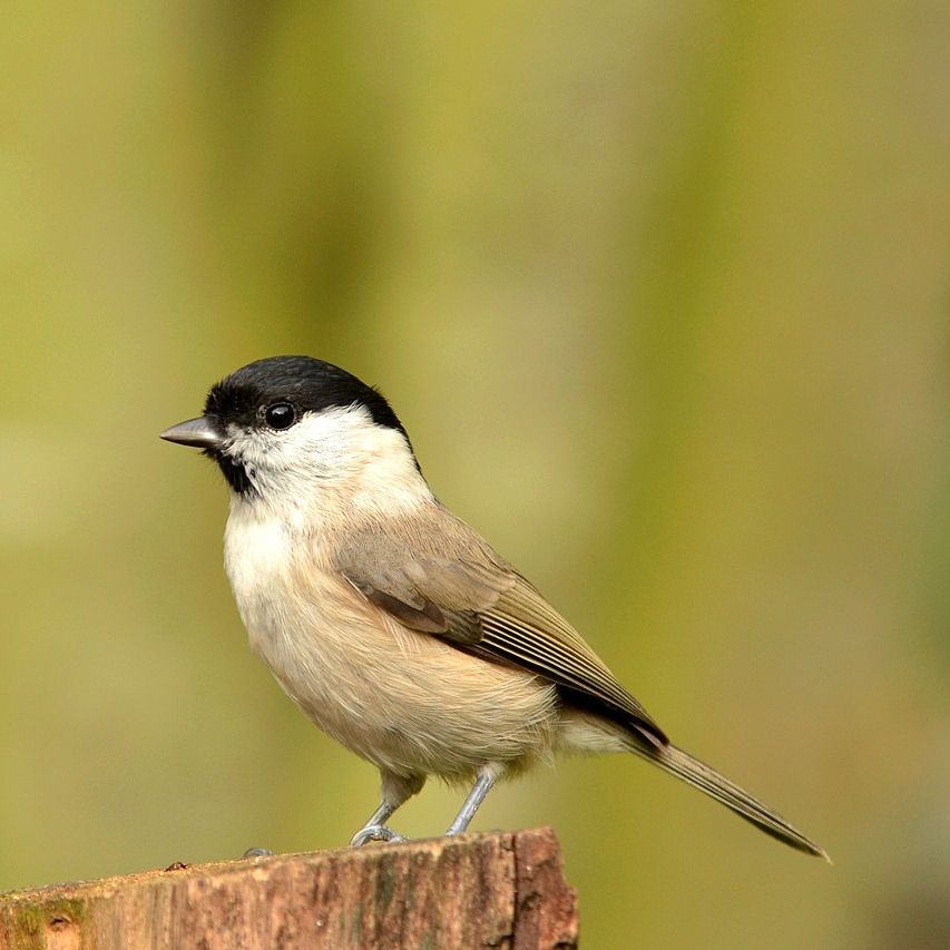 Marsh Tit on cut tree trunk