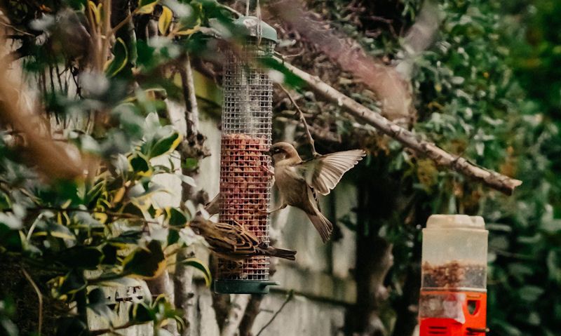 Hanging bird feeders from branch