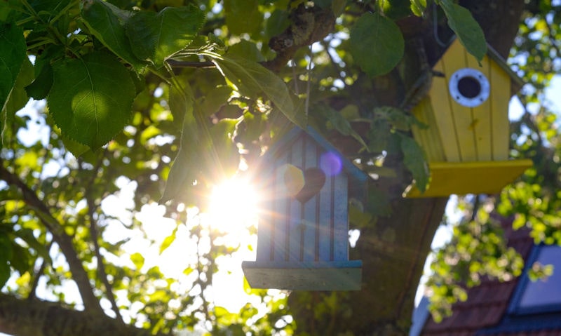 Colourful nesting boxes hanging up high on tree branches