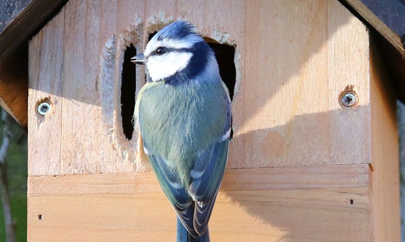 Blue Tit perched outside bird box with altered entrance hole