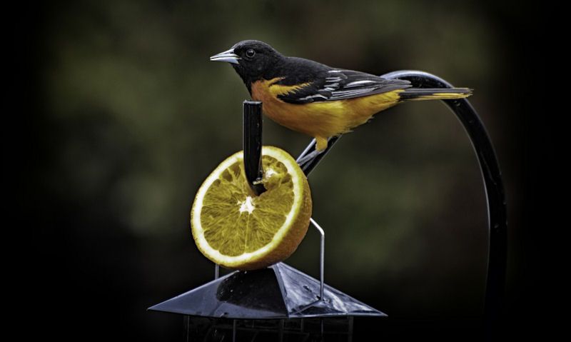 Oriole bird perched on orange