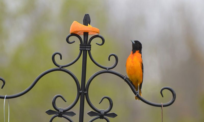 Oriole staring at orange slice