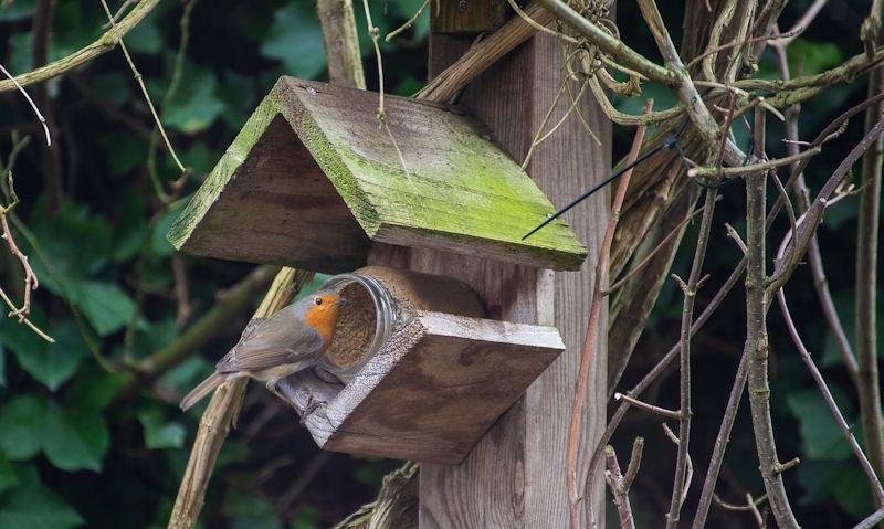 Robin on weathered peanut butter feeder