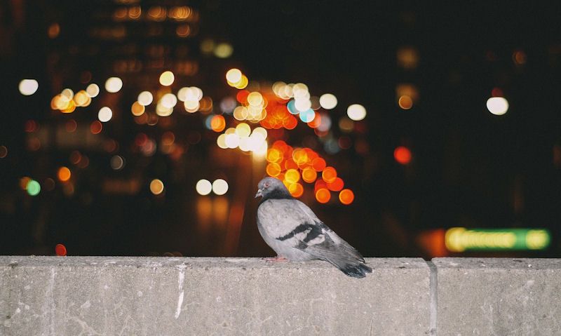 Pigeon perched on concrete wall