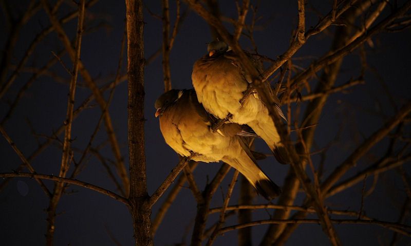 Pigeons perched on tree branch at night