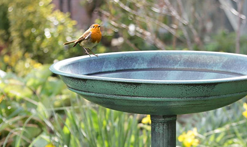Robin perched on edge of plastic pedestal bird bath