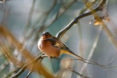 Reating Chaffinch