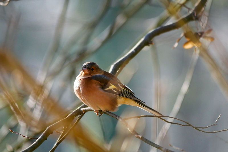 Resting Chaffinch perched