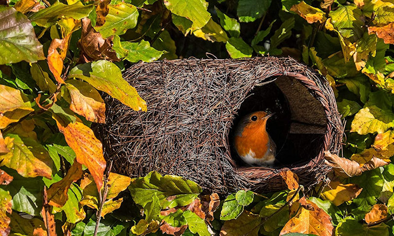 Robin seen inside natural Brushwood bird box