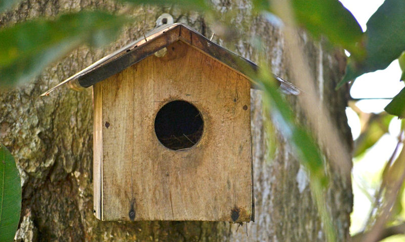 Large open rounded entrance hole on nest box fixed to tree