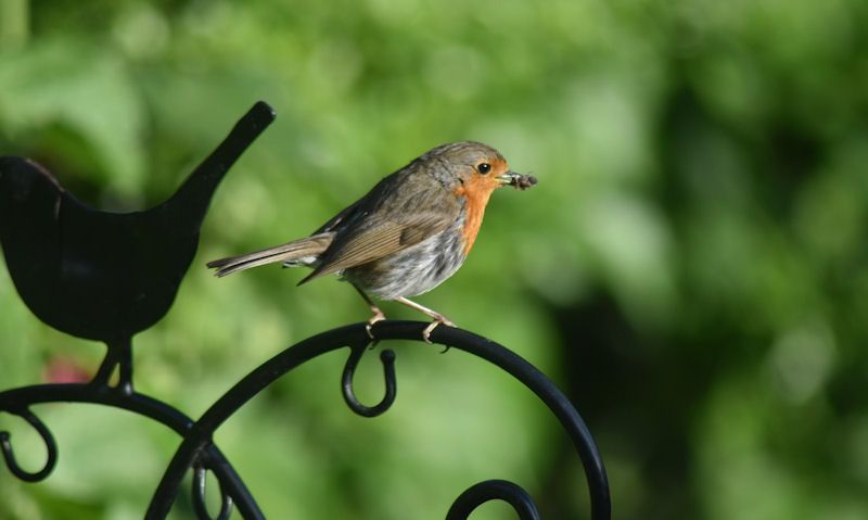 Robin perched on metal bracket