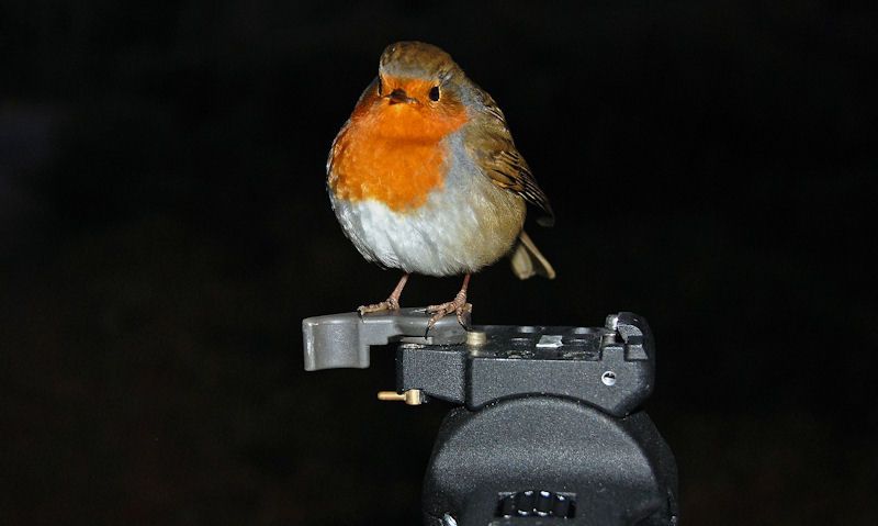 Robin perched on camera tripod
