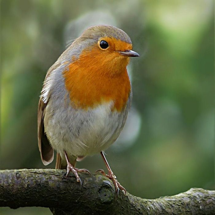 Robin looking on well perched on branch