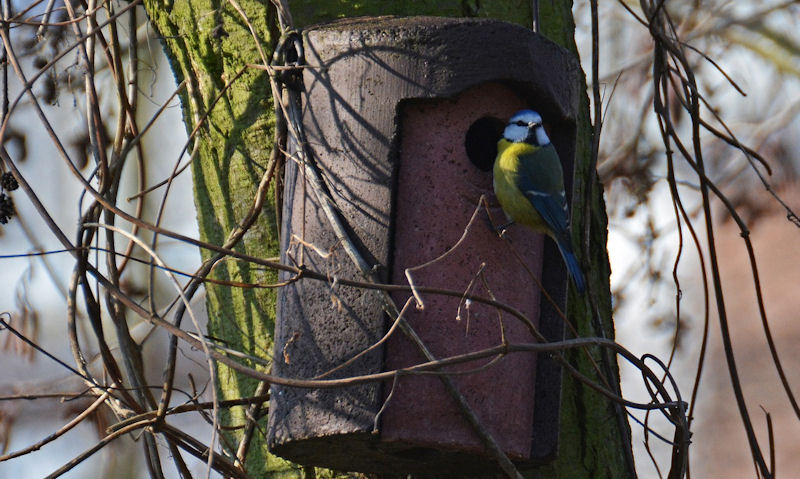 Woodcrete bird box fixed to tree with Blue Tit perched on entrance hole