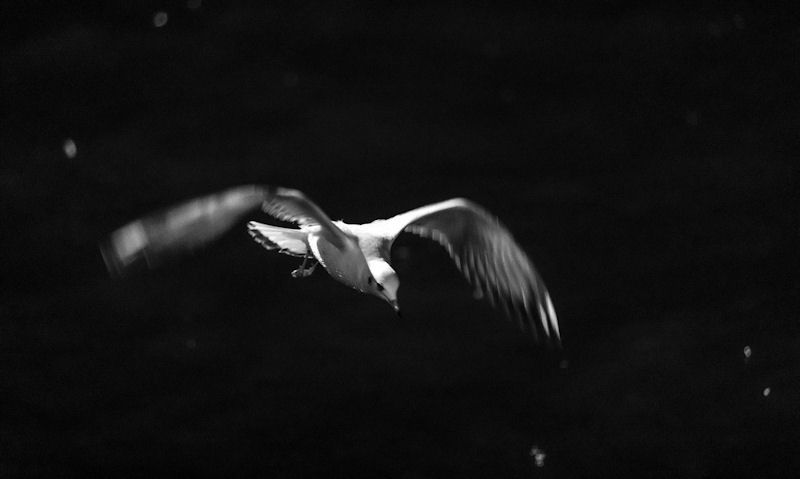 Seagull flying over water at night