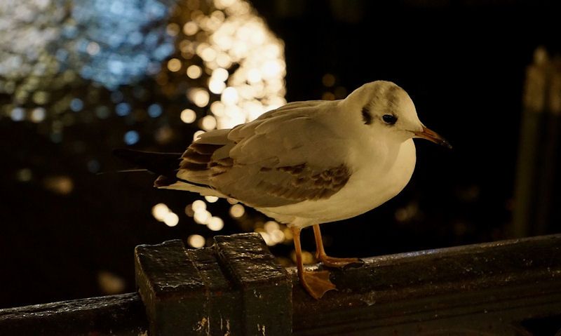 Seagull perched on seafront wall at night