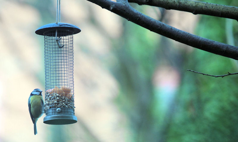 Blue Tit clinging to mesh peanut bird feeder hanging off tree branch