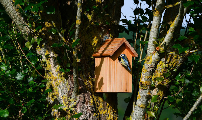 Blue Tit perched on outside of bird box entrance hole, fixed to tree