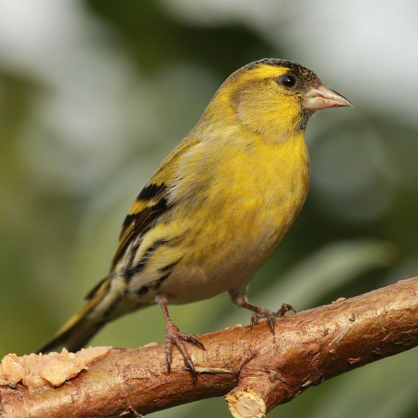 Siskin perced on branch