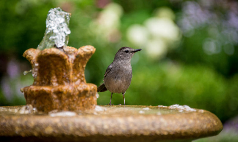 Wild bird perched on fountain bird bath