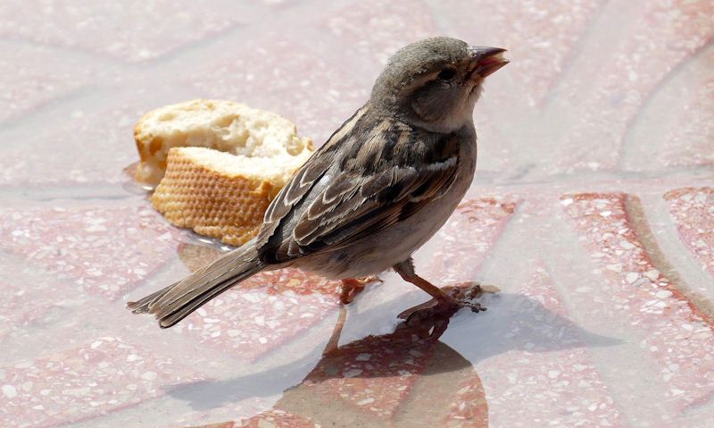 Sparrow besides a white baguette slice