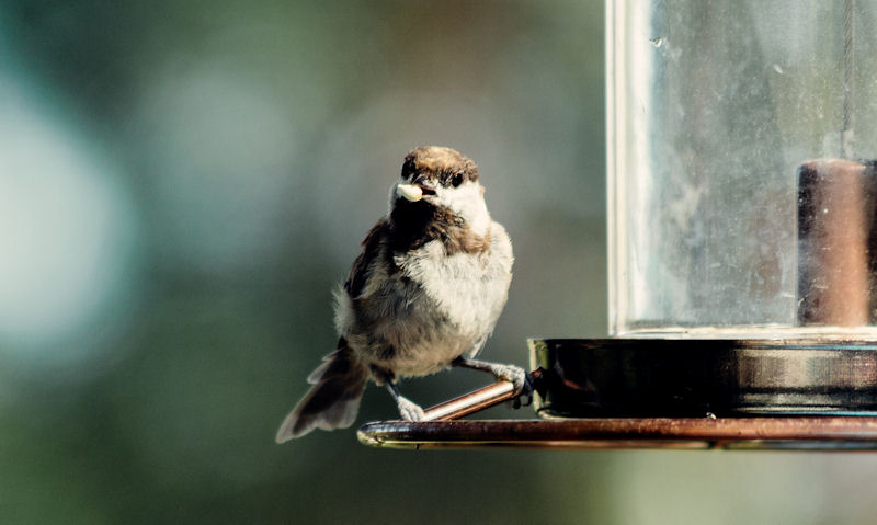 Young sparrow is seen with peanut in beak while perched on feeder