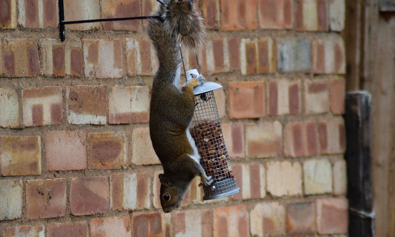 Squirrel clinging to hanging peanut feeder