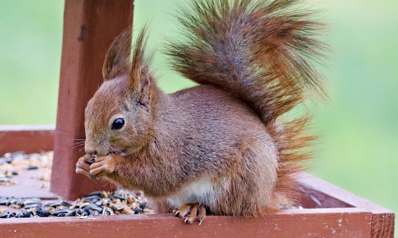 Squirrel tucking into seeds on wooden bird table