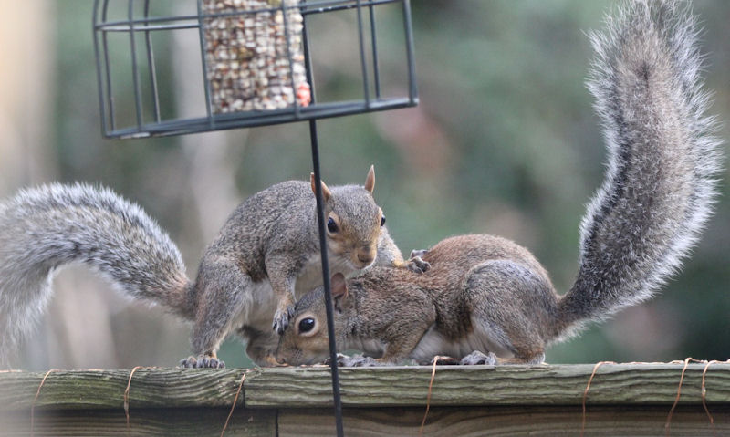 Squirrels feeding on top of fence