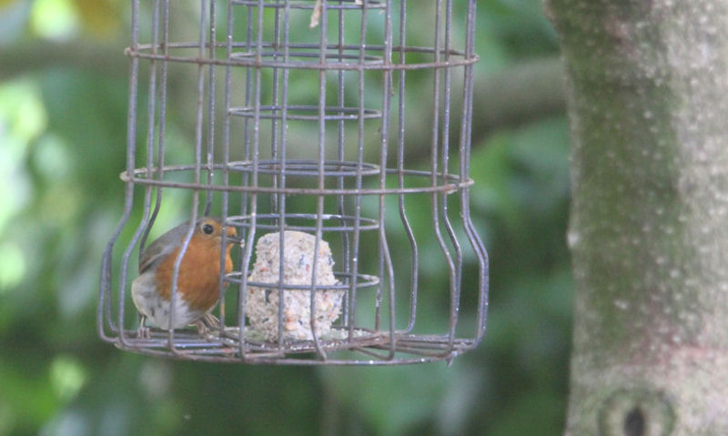 Robin feeding on last suet ball inside squirrel proof fat ball feeder