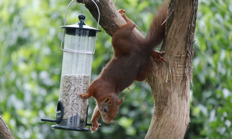 Squirrel reaching for seed feeder off tree