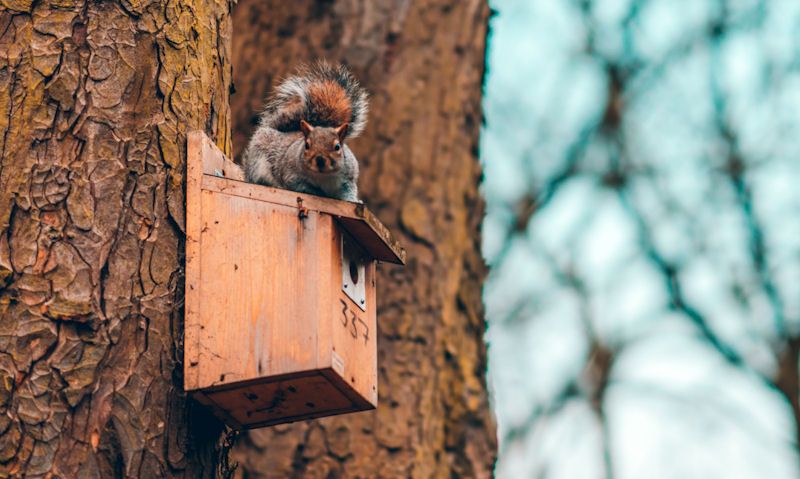 Squirrel perched on top of wooden bird box with metal plate