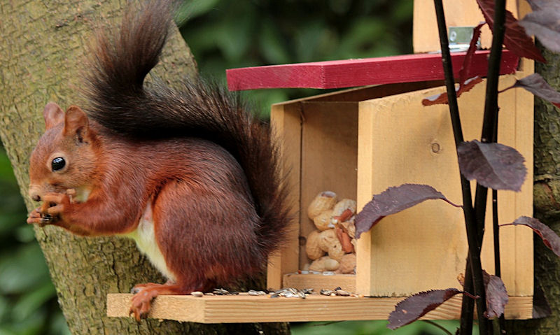 Squirrel perched on wooden squirrel feeder