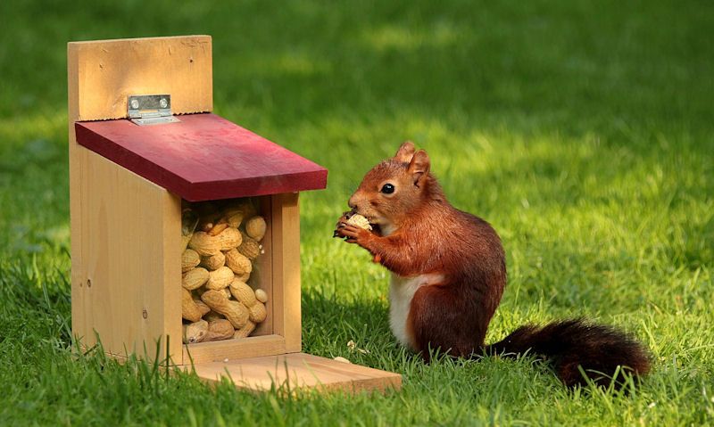 Squirrel eating from wooden squirrel feeder on ground