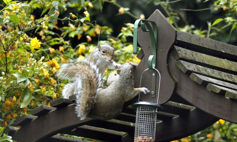 Squirrel reaching for nut feeder on gazebo