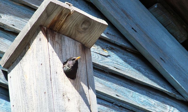 Starling peeking out of bird box hole