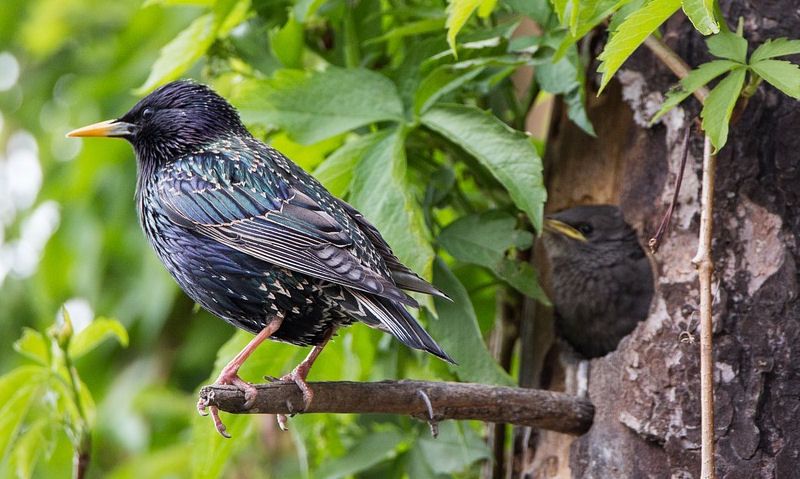 Male Starling and his young poking out of nest box