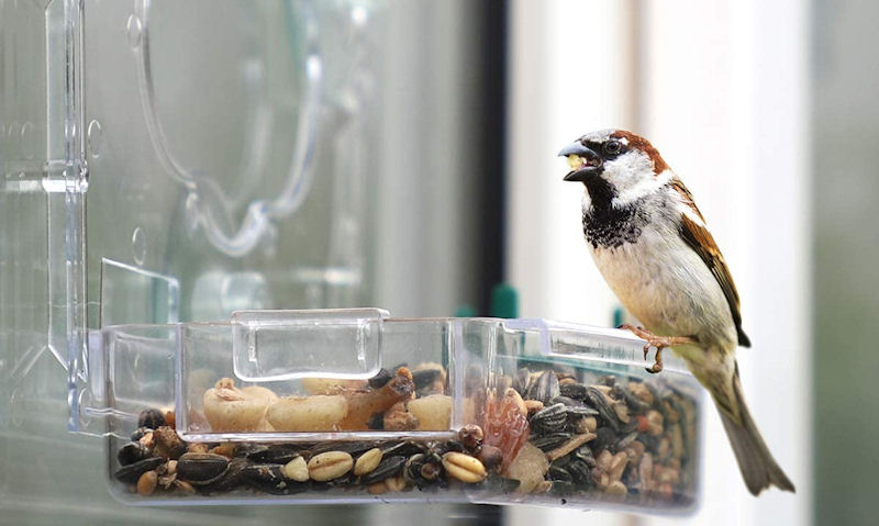 House Sparrow perched on window bird feeder with nut in mouth