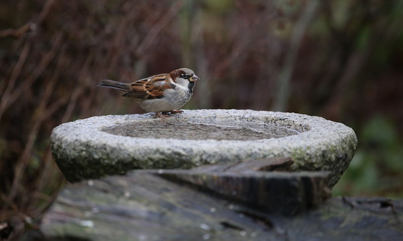 House Sparrow perched on a rugged, aged stone bird bath bowl